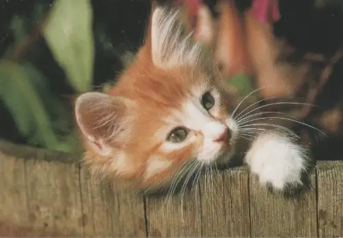 Norwegische Waldkatze - 2004