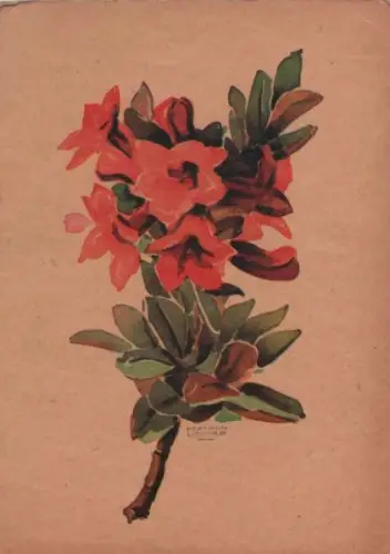 Alpenblumen blühend