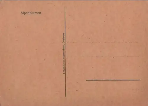 Alpenblumen blühend