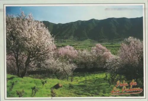 Spanien - El Paso - Spanien - Almendros en flor
