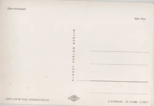 Elen-Antilopen weidend