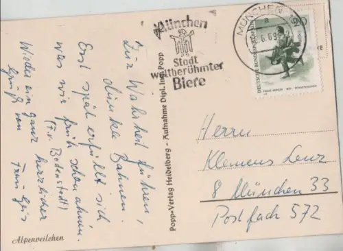 Alpenveilchen blühend