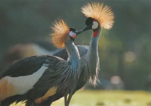 Kronenkraniche - 2004