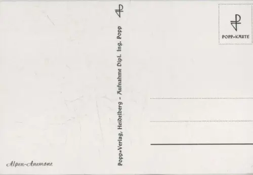 Alpen-Anemone blühend