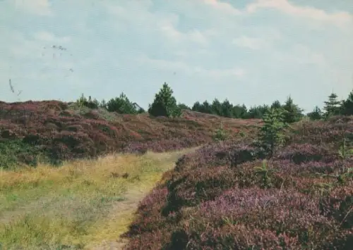 Dänemark - Dänemark - Dänische Heidelandschaft - 1980