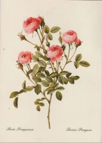 Rosa Pomponia blühend