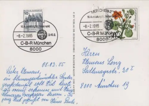 Rosa alba Regalis blühend