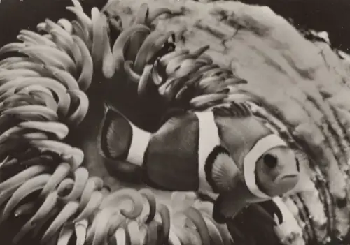 Stralsund - Meeresmuseum - Orangeringelfisch