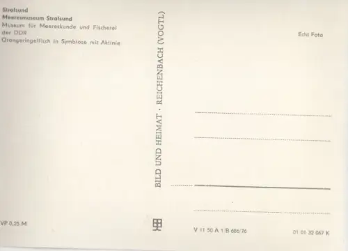 Stralsund - Meeresmuseum - Orangeringelfisch