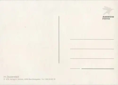 Zauberwald - 5 Bilder