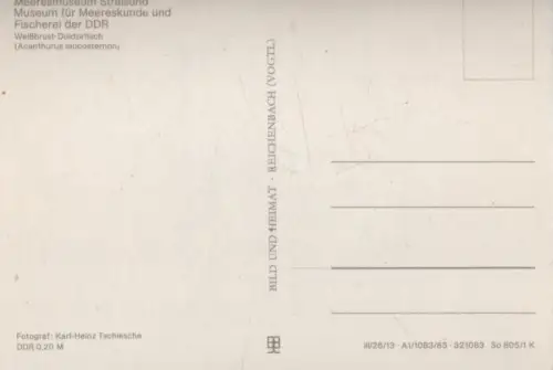 Stralsund - Meeresmuseum - Weißbrust-Doktorfisch