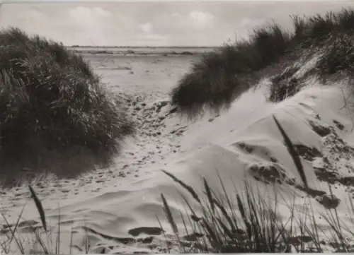 Amrum - Dünen vor dem Kniepsand - 1967