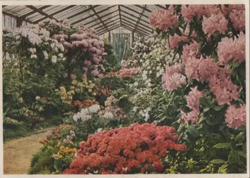 Stuttgart-Bad Cannstatt - Reproduktion Azaleenhaus - ca. 1975