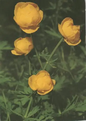 Europäische Trollblume - 2004