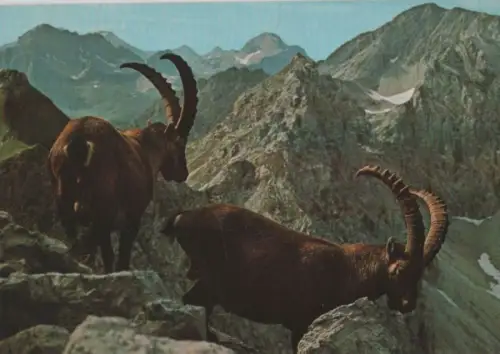 Alpensteinbock - ca. 1980