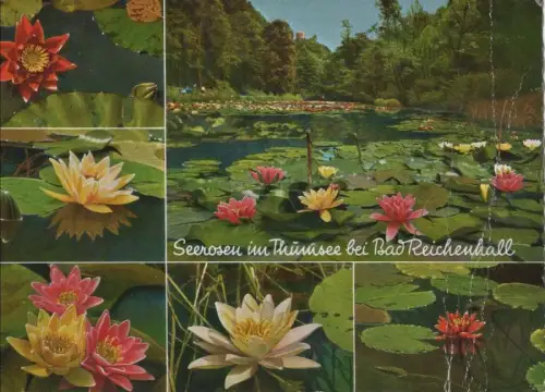 Bad Reichenhall - Seerosen im Thumsee