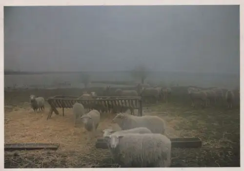 Dranske - Schafherde