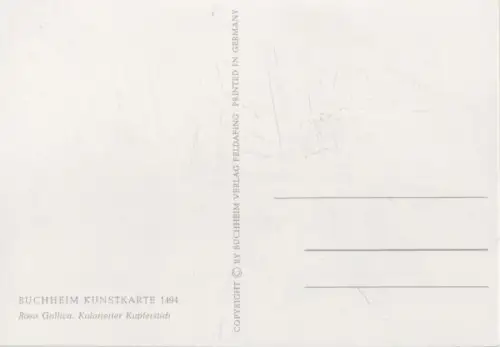 Rosa Gallica blühend