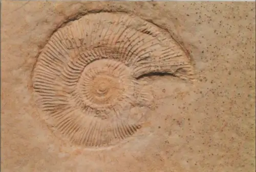 Tintenfischgehäuse Versteinerung