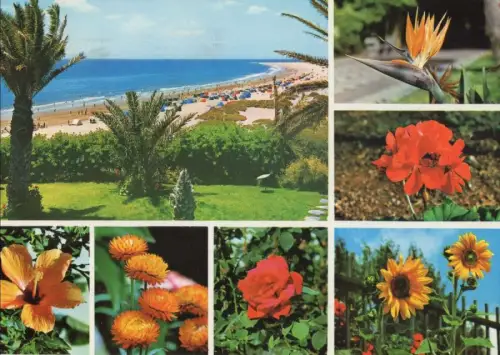 Spanien - Playa del Inglés - Spanien - Blumen