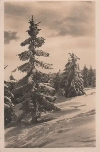 Nadelbäume im Schnee