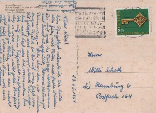 Alpen-Mannstreu blühend