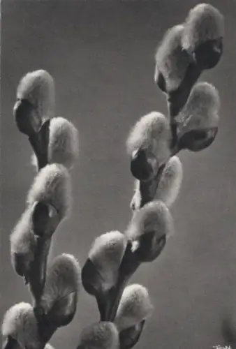 Pflanzenzweig Weidekätzchen?