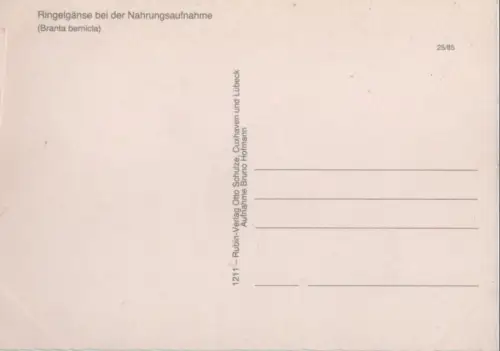 Ringelgänse beim Futtern