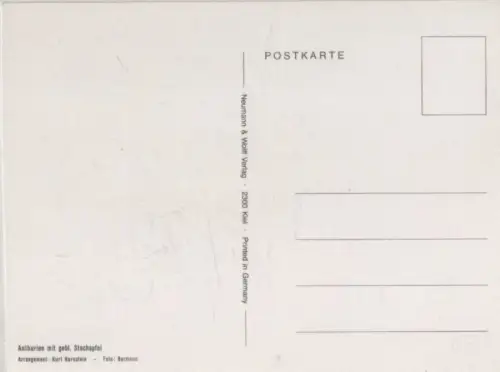Anthurien Arrangement