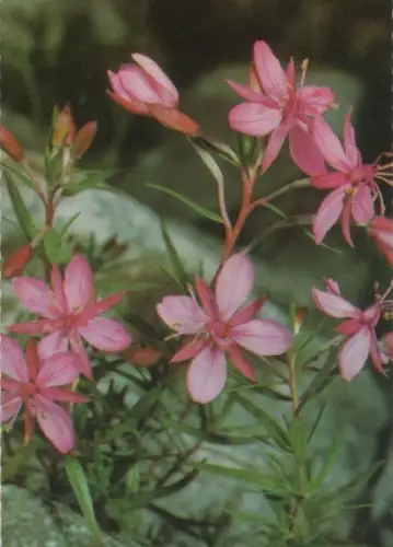 Weidenröschen in Blüte