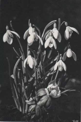 Schneeglöckchen kleine Gruppe