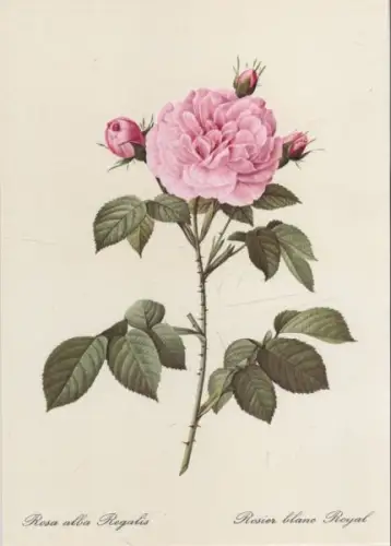 Rosa alba Regalis blühend
