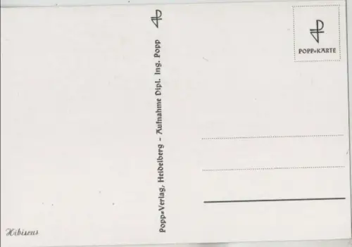 Hibiscus Vierergruppe