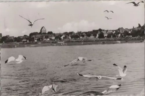 Heiligenhafen - Stadt mit Möwen