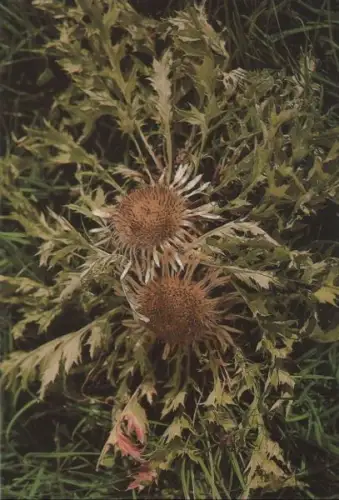 Silberdistel Blüte