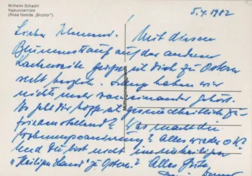 Kapuzierrose blühend