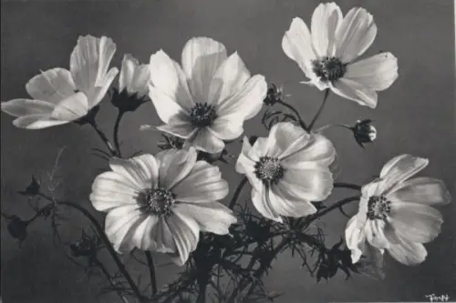 Blumen schwarzweiß