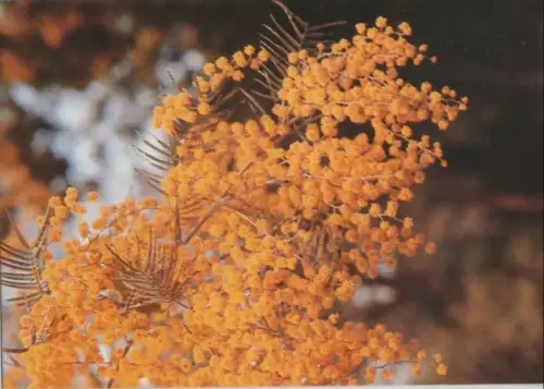 Mimosen Sonderstempel