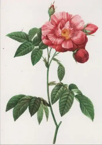 Rosa Gallica Versicolor blühend