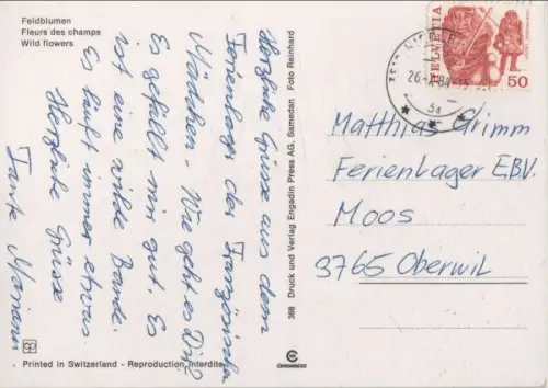 Feldblumen recht bunt