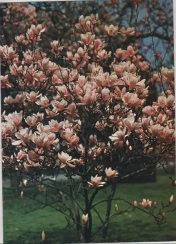Magnolie Sonderstempel