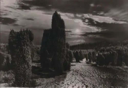 Lüneburger Heide - Abendstimmung - ca. 1965