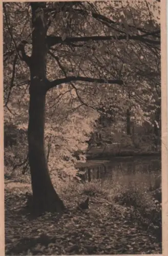 Tümpel im Wald