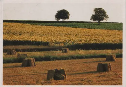 Sonnenblumenfeld Strohballen