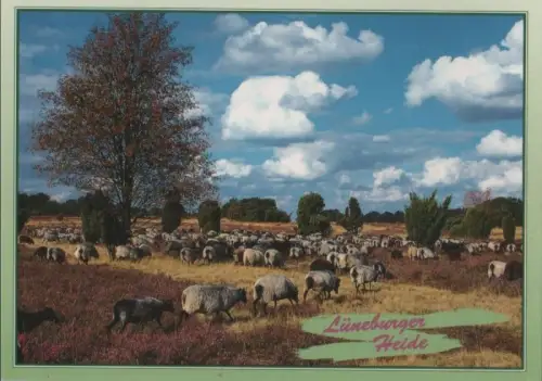 Lüneburger Heide - 1997