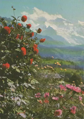 Dahlien und Astern - im Berner Oberland - 1978