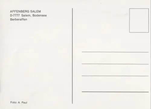 Salem bei Ratzeburg - Affenberg - Berberaffen