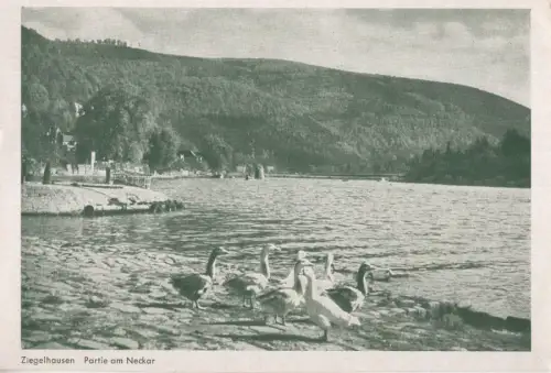 Heidelberg-Ziegelhausen - am Neckar