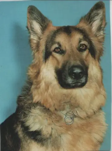 Deutscher Schäferhund mit Halsband