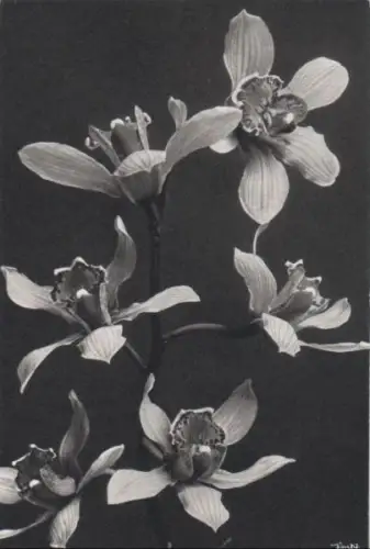 blühende Blumen in schwarzweiß